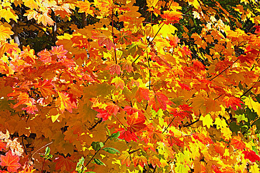 漂亮,秋色,胡德山国家森林,俄勒冈,美国