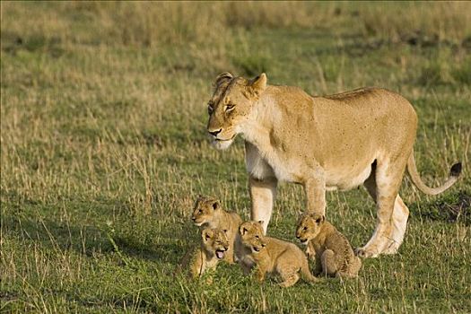 非洲狮,狮子,母兽,四个,星期,老,幼兽,脆弱,马赛马拉国家保护区,肯尼亚