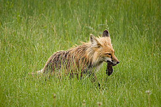 红狐,狐属,捕食,嘴,国家公园,萨斯喀彻温,加拿大