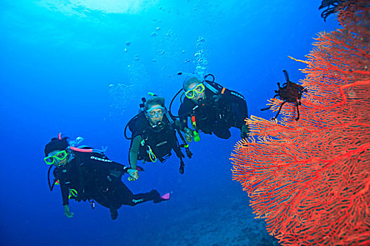 深潜,靠近,大,珊瑚海扇,贝卡岛,南方,维提岛,斐济,南太平洋