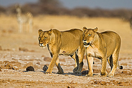 雌狮,狮子,博茨瓦纳,非洲
