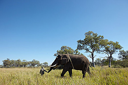 男人,大象,草,奥卡万戈三角洲,博茨瓦纳,非洲
