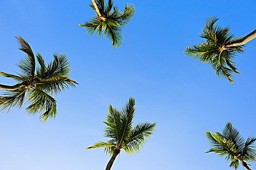 椰树,椰,多米尼加共和国,加勒比海