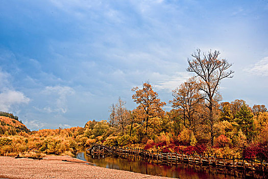 呼伦贝尔盟根河市林区秋天景色