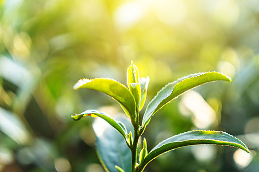 西湖龙井茶叶