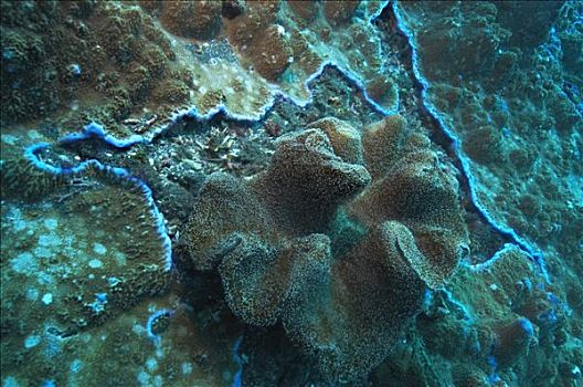 印度尼西亚,巴厘岛,水下,珊瑚