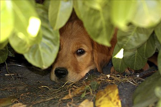 金毛猎犬,小狗,卧,叶子