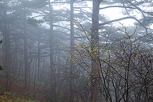 黄山雾中的野腊梅花和松树