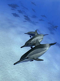 飞旋海豚图片