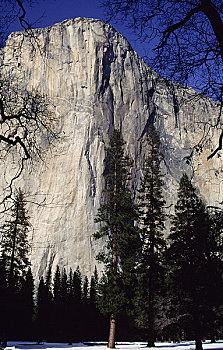 树,正面,山,船长峰,优胜美地国家公园,加利福尼亚,美国