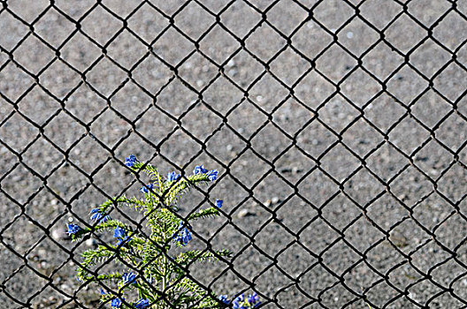 自然科学,蓝花,靠近,栅栏