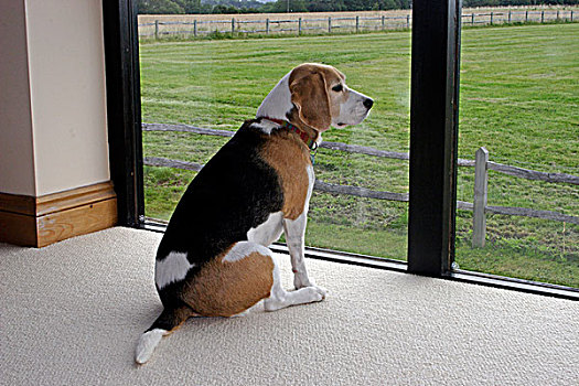 小猎犬,坐,旁侧,窗户,房子,向外看,英格兰,英国,欧洲