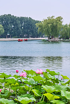 北京什刹海公园的荷花池园林建筑