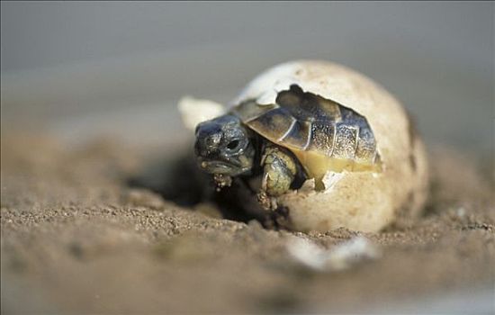 孵化,龟