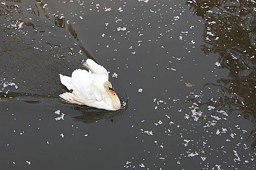 疣鼻天鹅,护城河