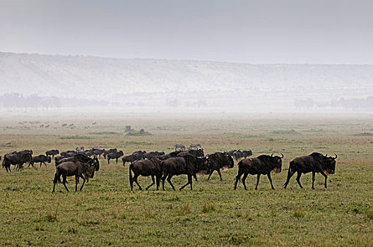 角马,跟随,雨,迁徙,马赛马拉国家保护区,肯尼亚,非洲