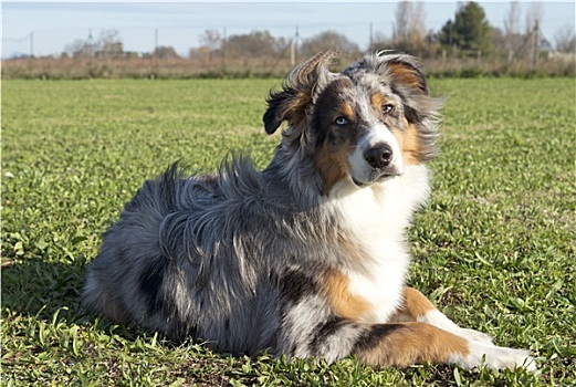 澳洲牧羊犬