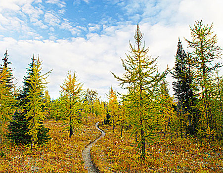 翻滚,小路,高山,落叶松属植物,落叶松属,库特尼国家公园,不列颠哥伦比亚省,加拿大