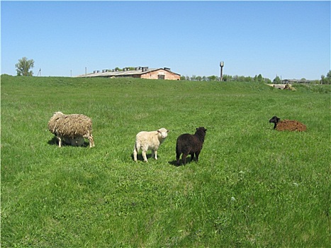绵羊,放牧,草地