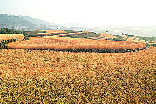 太行山山村麦田