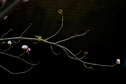 腊梅,梅花,户外