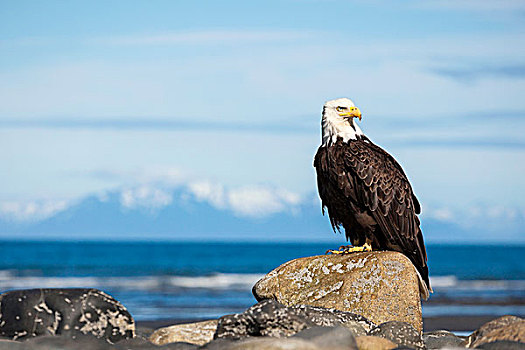 白头鹰,海雕属,雕,海滩,锚,肯奈半岛,阿拉斯加,美国,北美