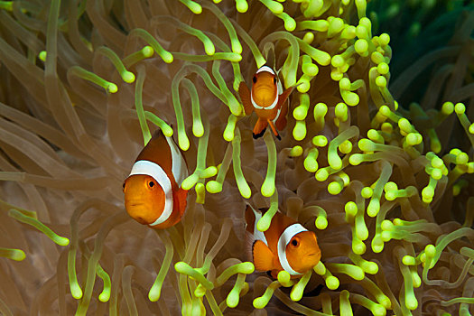 小丑,海葵鱼,眼斑海葵鱼,巴厘岛,印度尼西亚