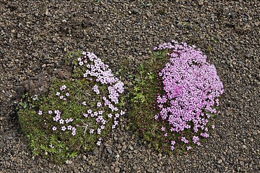 苔藓,山,冰岛,大西洋