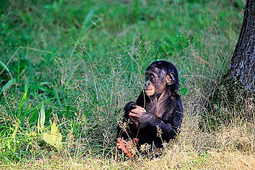 倭黑猩猩,小动物,坐,草地,俘获
