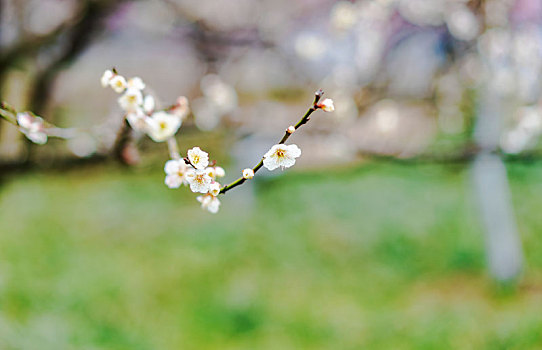 梅花白梅