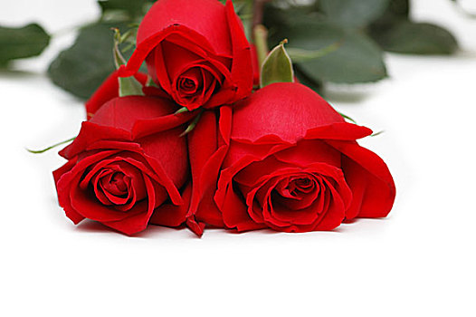 红玫瑰,隔绝,白色背景