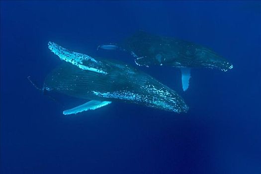 夏威夷,两个,驼背鲸,大翅鲸属,鲸鱼,游泳,深,蓝色,海洋