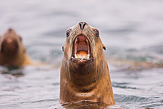 海狮,嘴,目瞪口呆,吵闹,区域,北方,温哥华岛,不列颠哥伦比亚省,加拿大