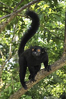 黑狐猴,狐猴,自然,特别,马达加斯加