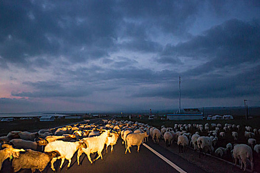 晨光下羊群穿越青藏公路