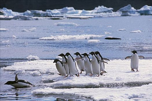 阿德利企鹅,浮冰,进入,威德尔海,南极