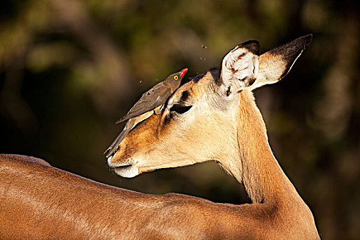 黑斑羚,母羊,红嘴牛椋鸟,猎捕,克鲁格国家公园,南非