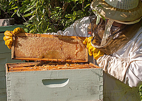 养蜂人,框,蜂窝