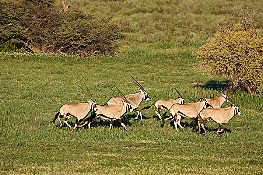 南非大羚羊,羚羊,牧群,卡拉哈里沙漠,北开普,南非