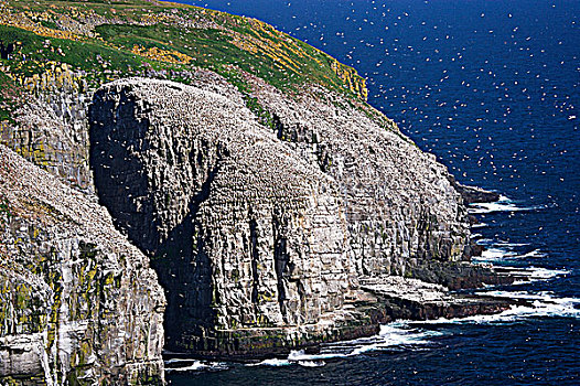 透明,悬崖,海岸线,生态,自然保护区,岬角,岸边,纽芬兰,拉布拉多犬,加拿大