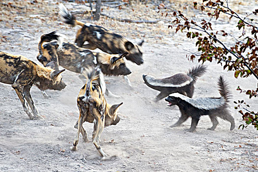 非洲野狗,非洲野犬属,对峙,两个,蜂蜜,獾,北方,博茨瓦纳