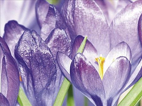 丁香,紫色,花,春天,特写