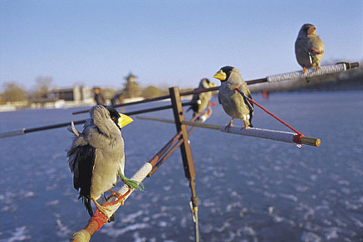 北京后海望海楼被人驯服的腊鸟