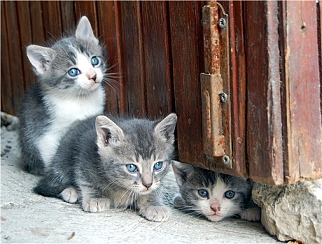 三个,漂亮,小,猫,白色,灰色