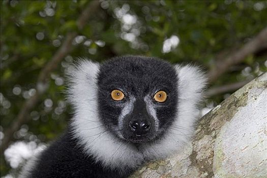黑白,狐猴,马达加斯加,非洲