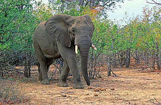 非洲,大象,克鲁格国家公园,南非