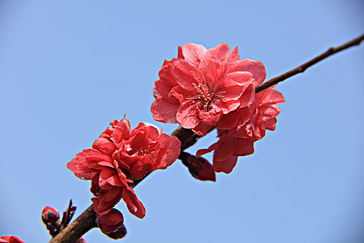 碧桃,千叶桃花,桃花