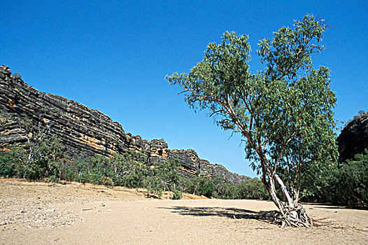 树,风景,西澳大利亚,澳大利亚