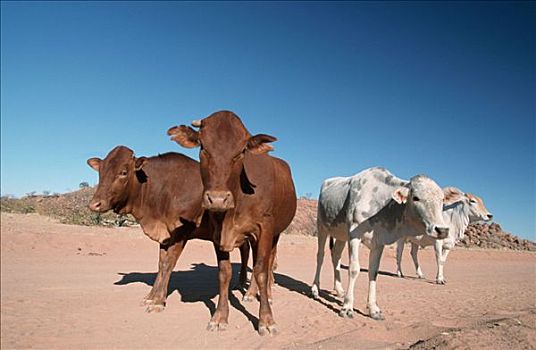 牛,母牛,达马拉兰,纳米比亚