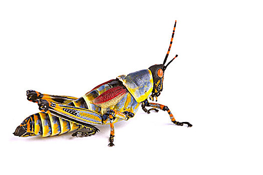 炫丽,蝗虫,自然保护区,东开普省,南非
